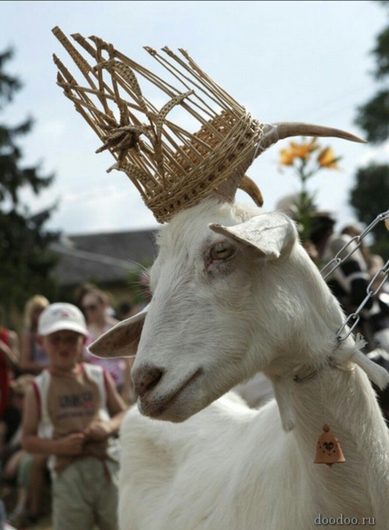 Самые красивые козы