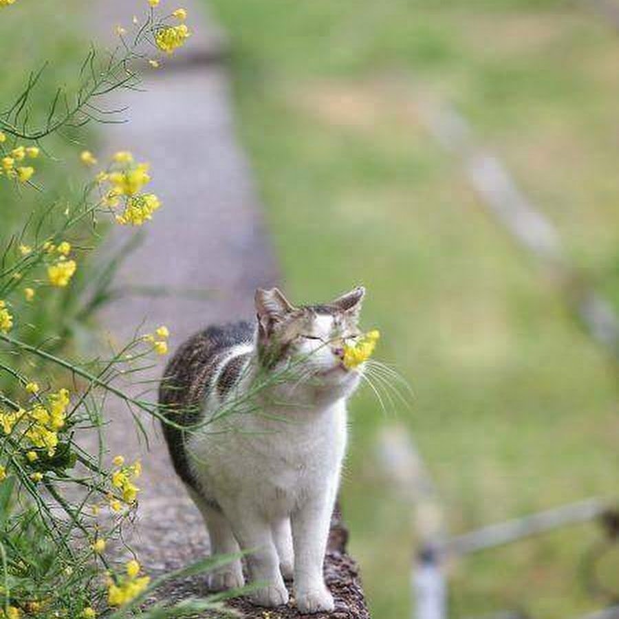 Кот радуется весне