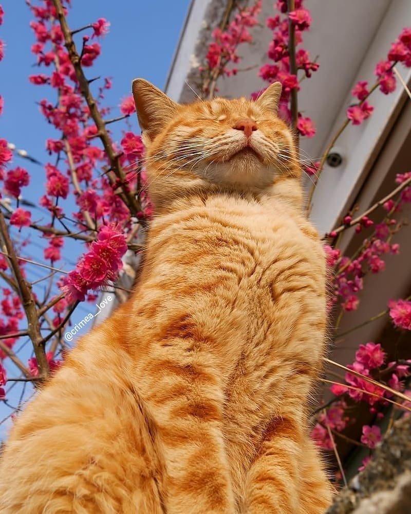 Кошка Весна