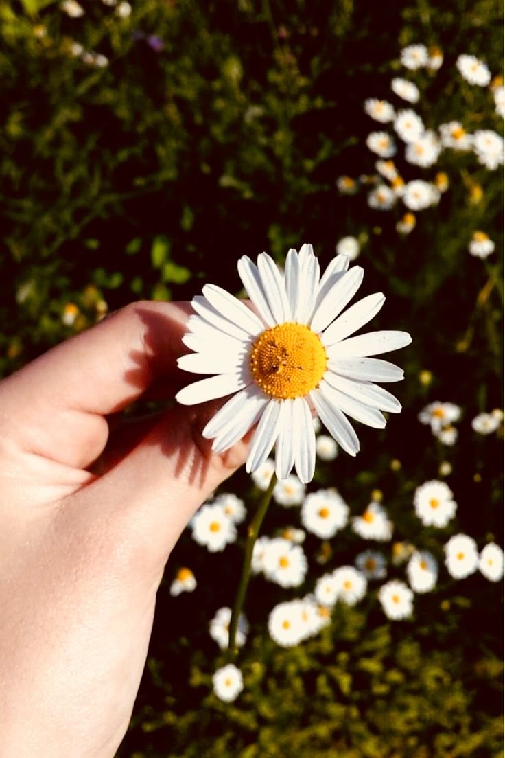 Благодарю ромашки