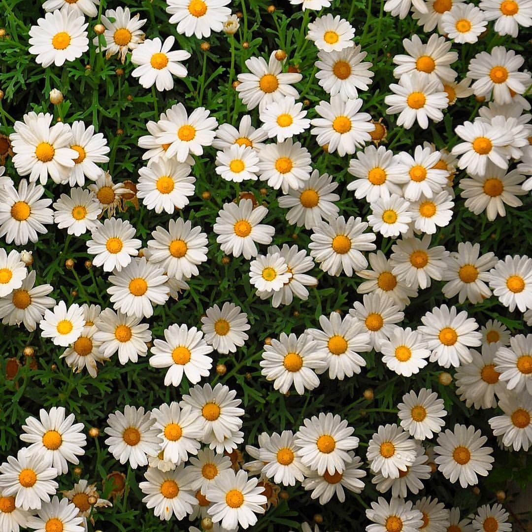 Аватар Ромашка