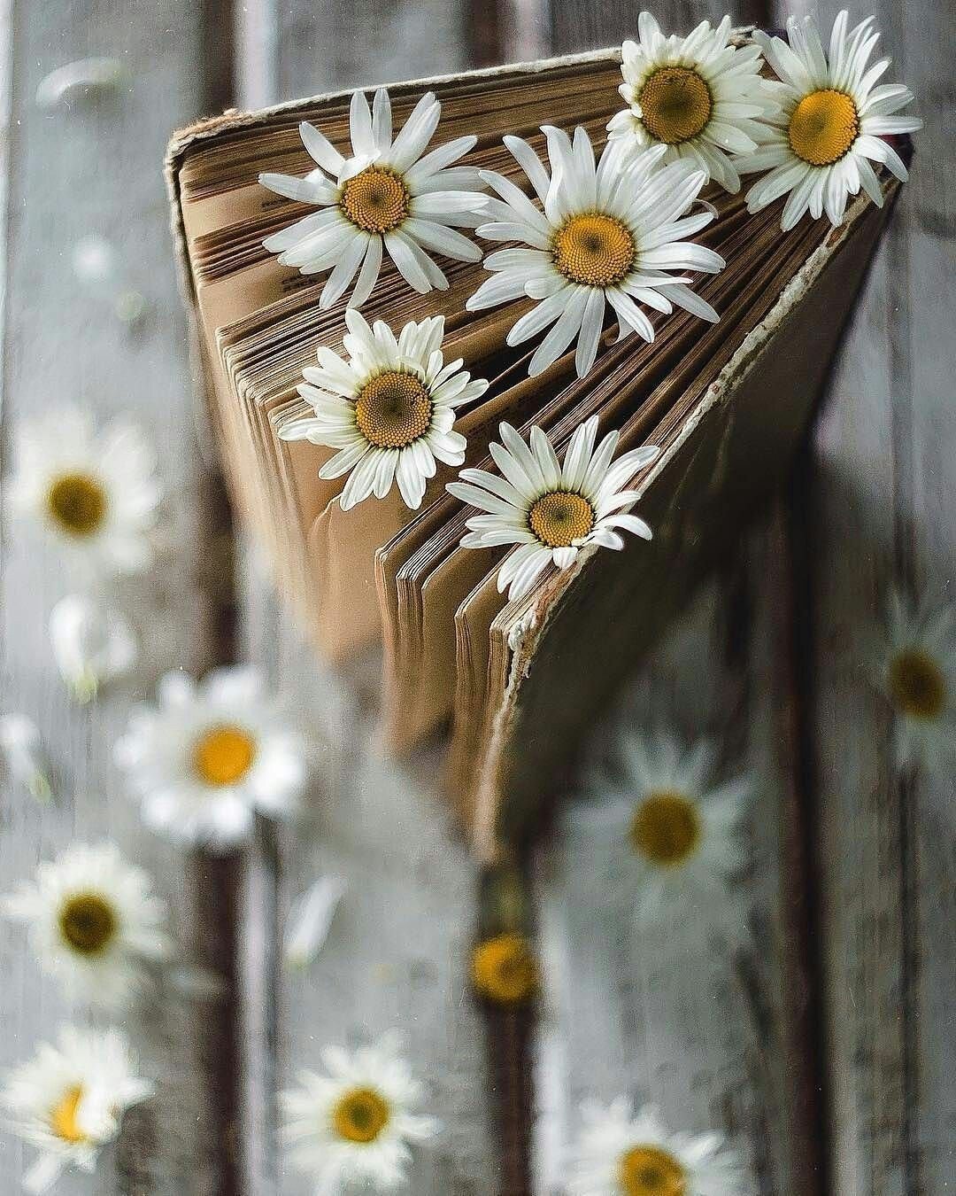 Букет полевых ромашек