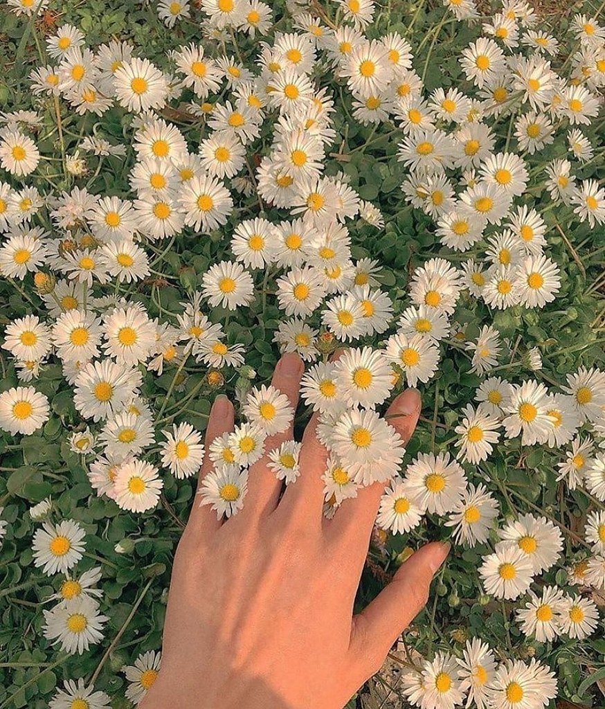 Эстетичный букет ромашек