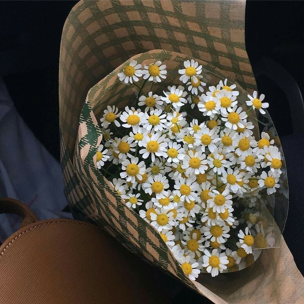 Ромашки в руках