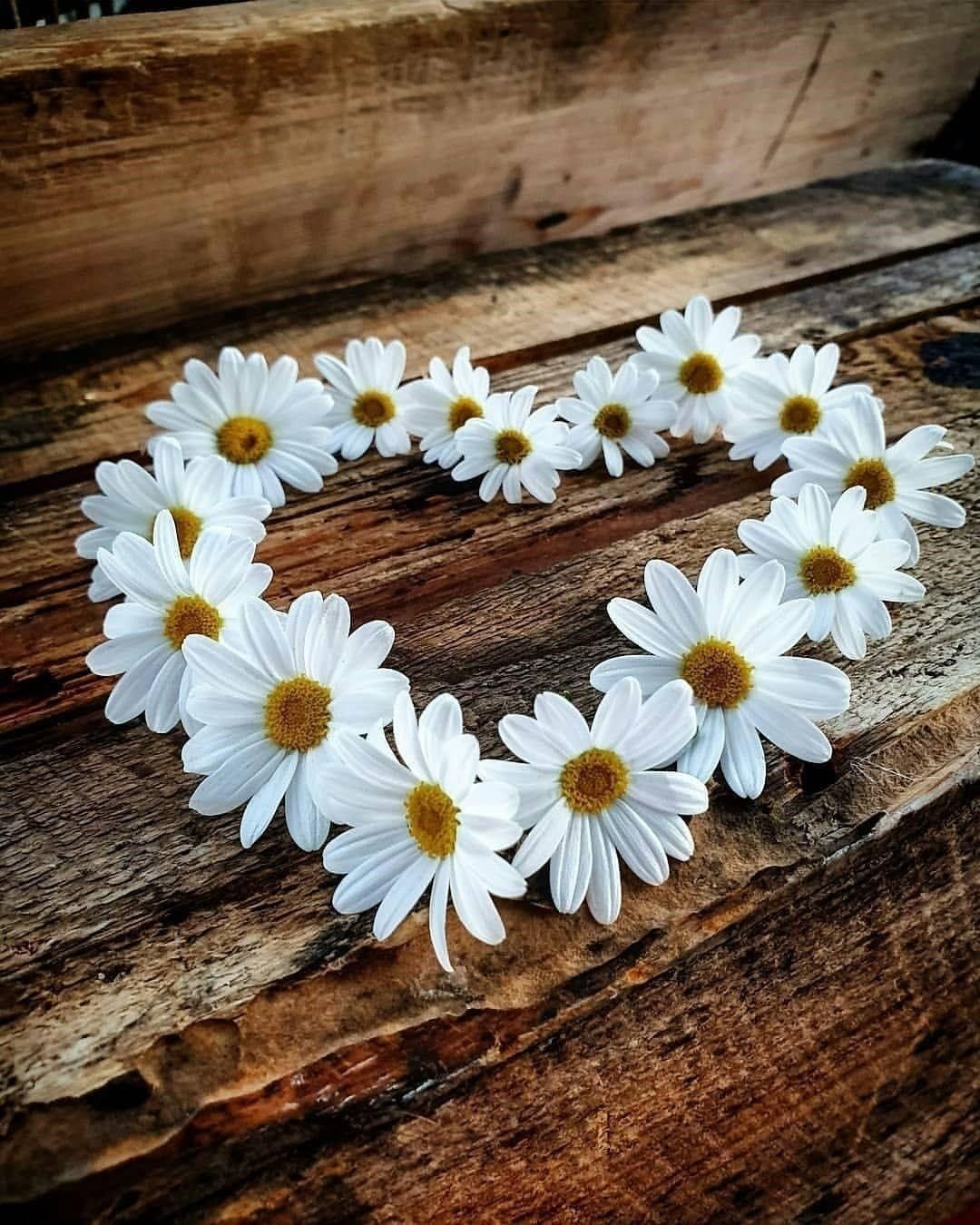 Необыкновенная Ромашка