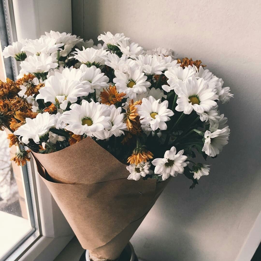 Ромашки Эстетика