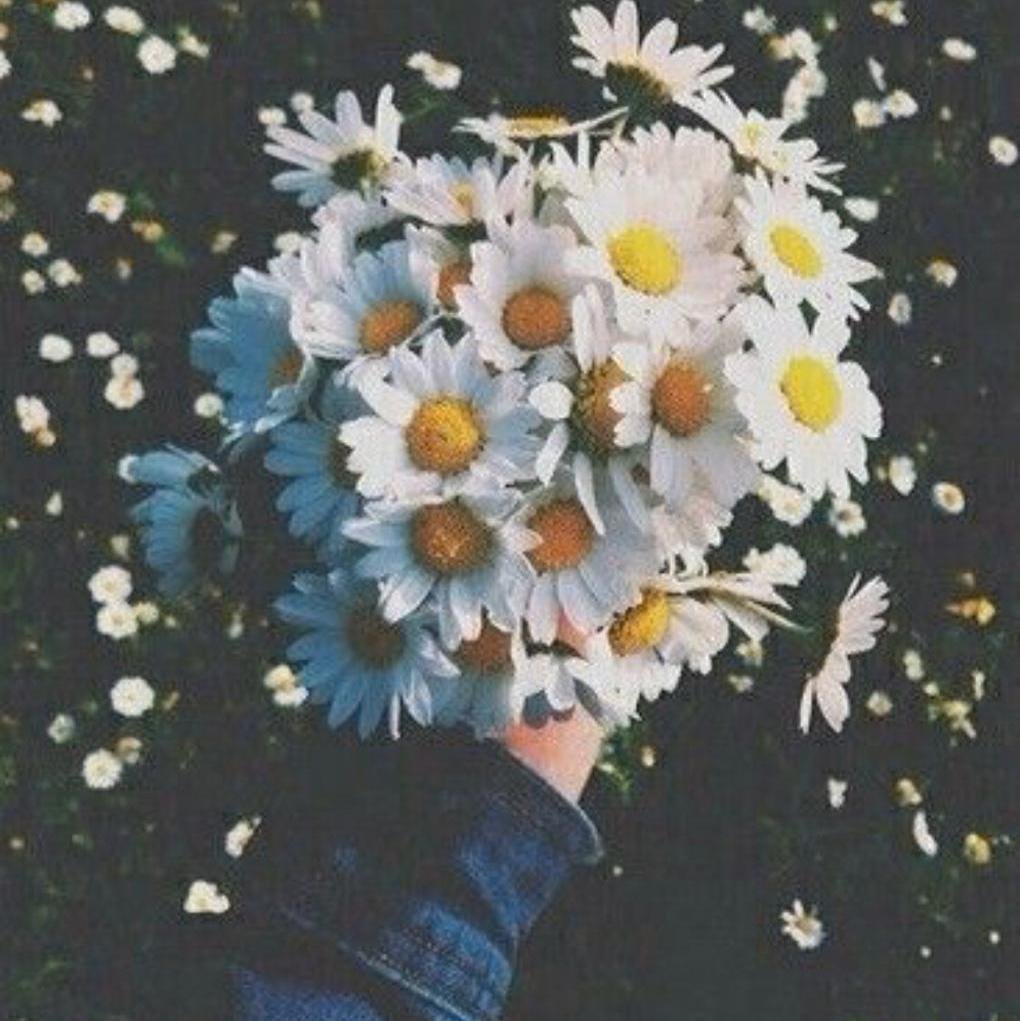 Ромашки в руках