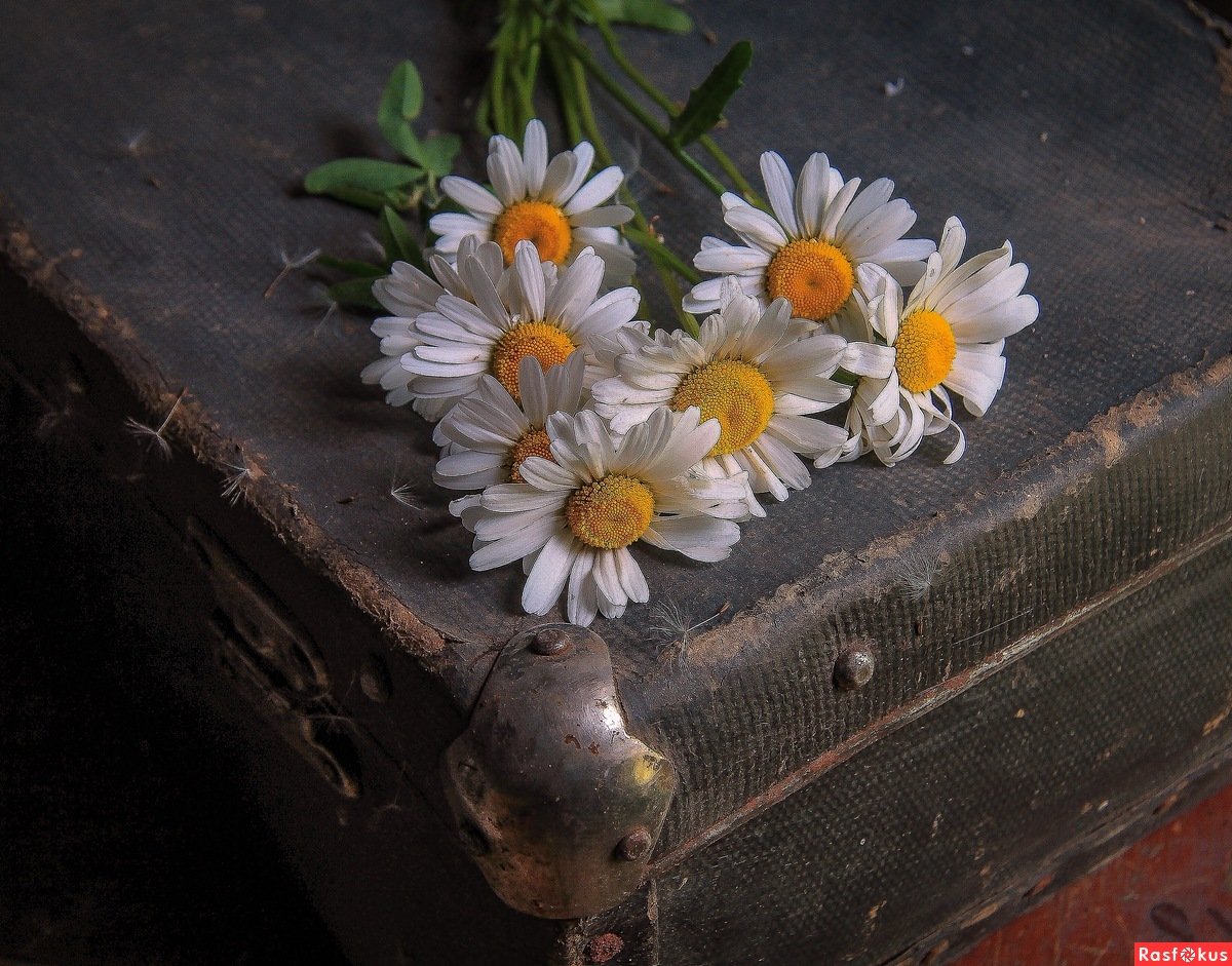 Девушка с ромашками на аву