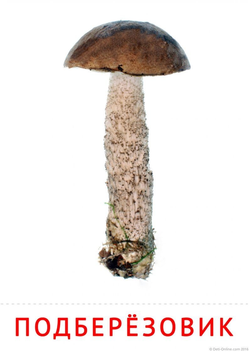 Нарисовать гриб подберезовик