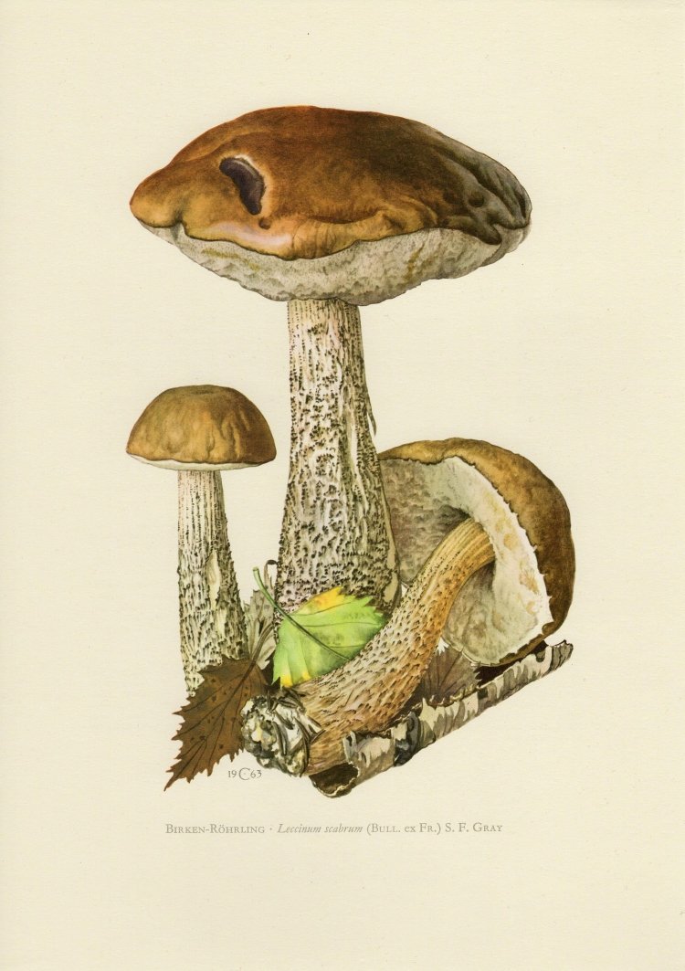 Подосиновик рисунок