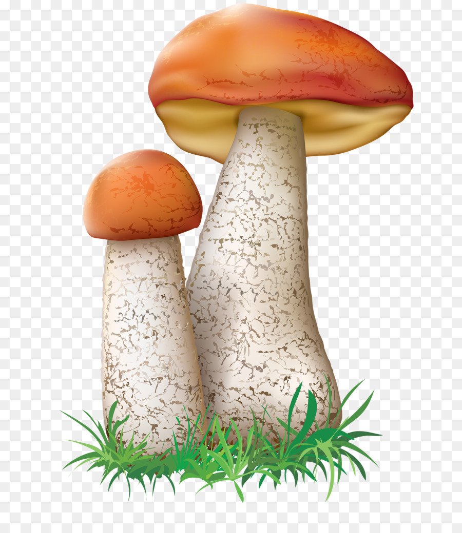 Гриб подберезовик на белом фоне