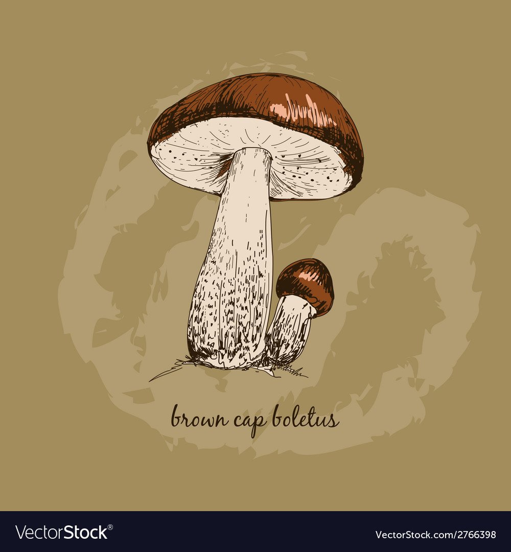 Загадка про подберезовик гриб для детей