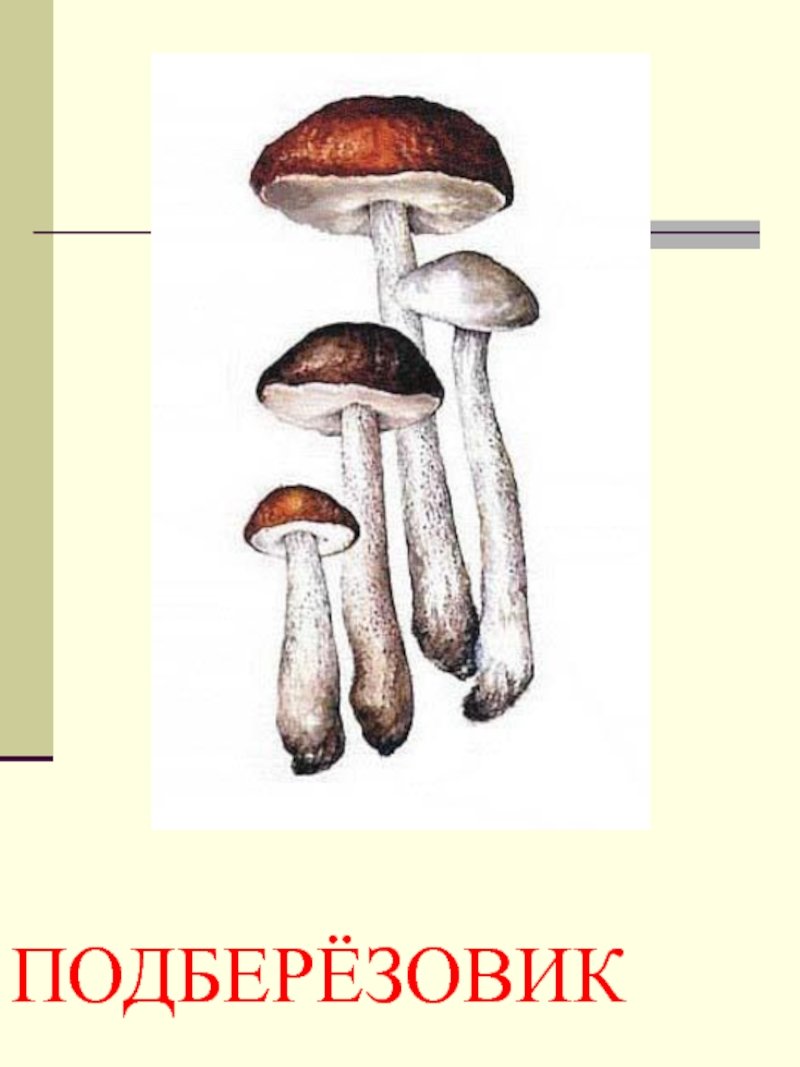 Гриб подберезовик на белом фоне