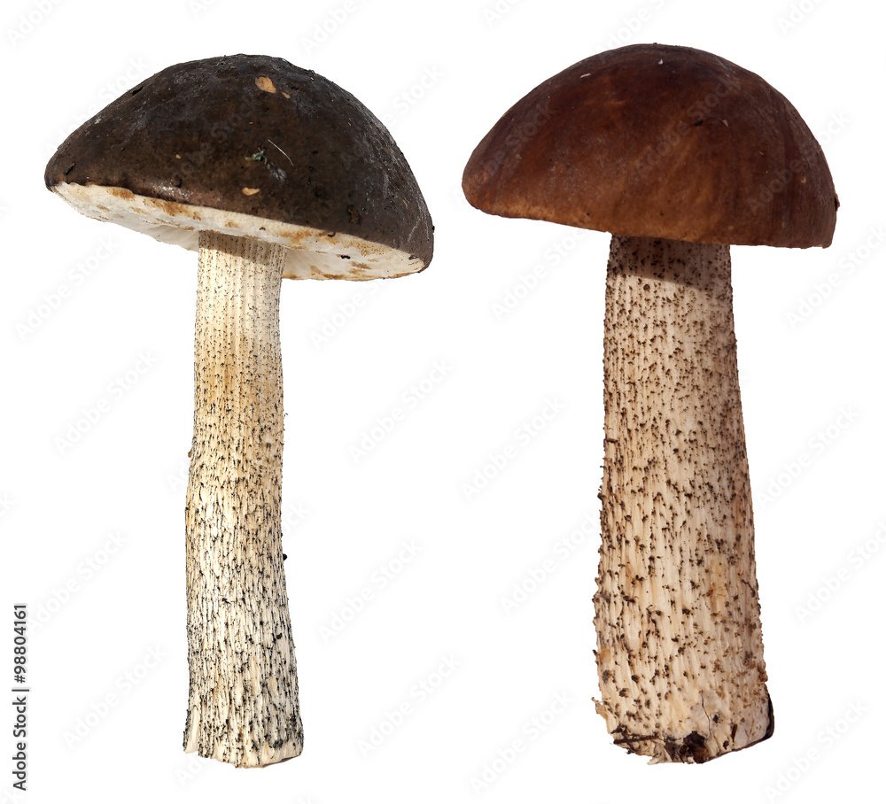 Гриб подосиновик раскраска для детей