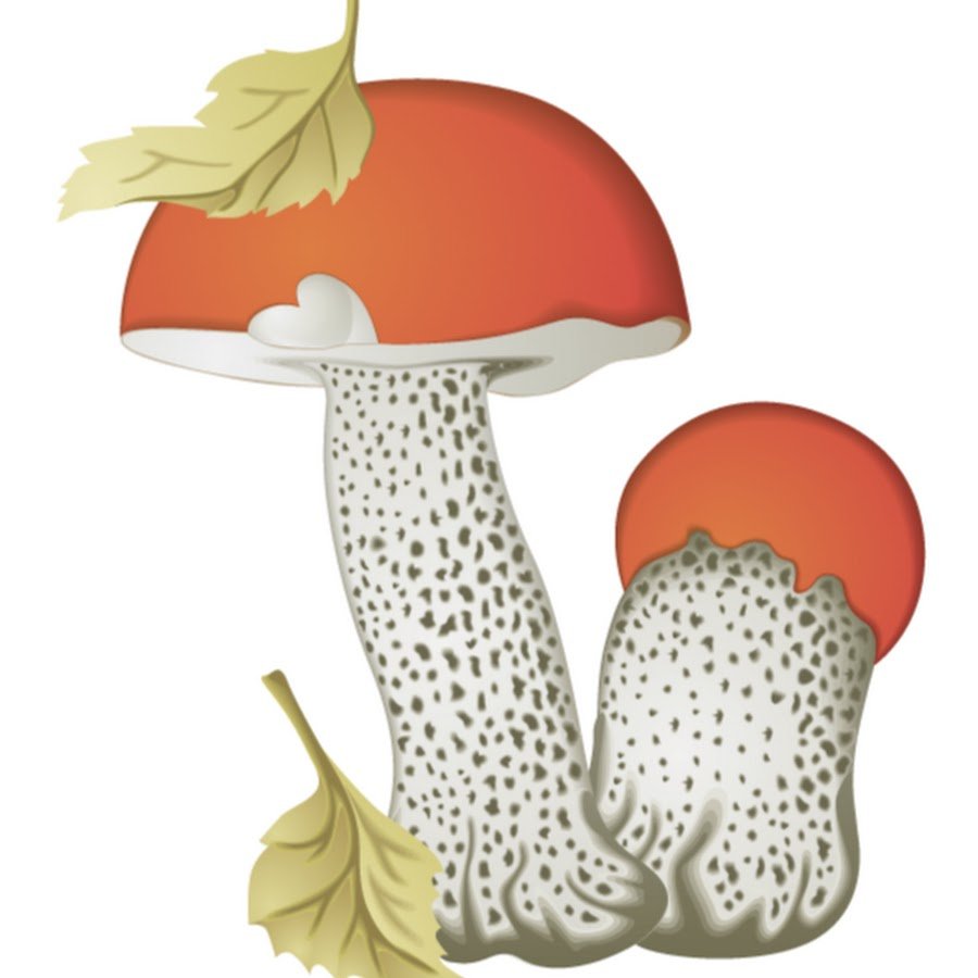 Грибы на белом фоне