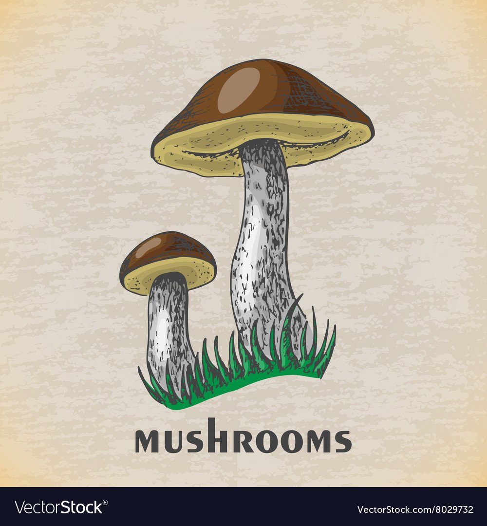 Гриб подосиновик раскраска