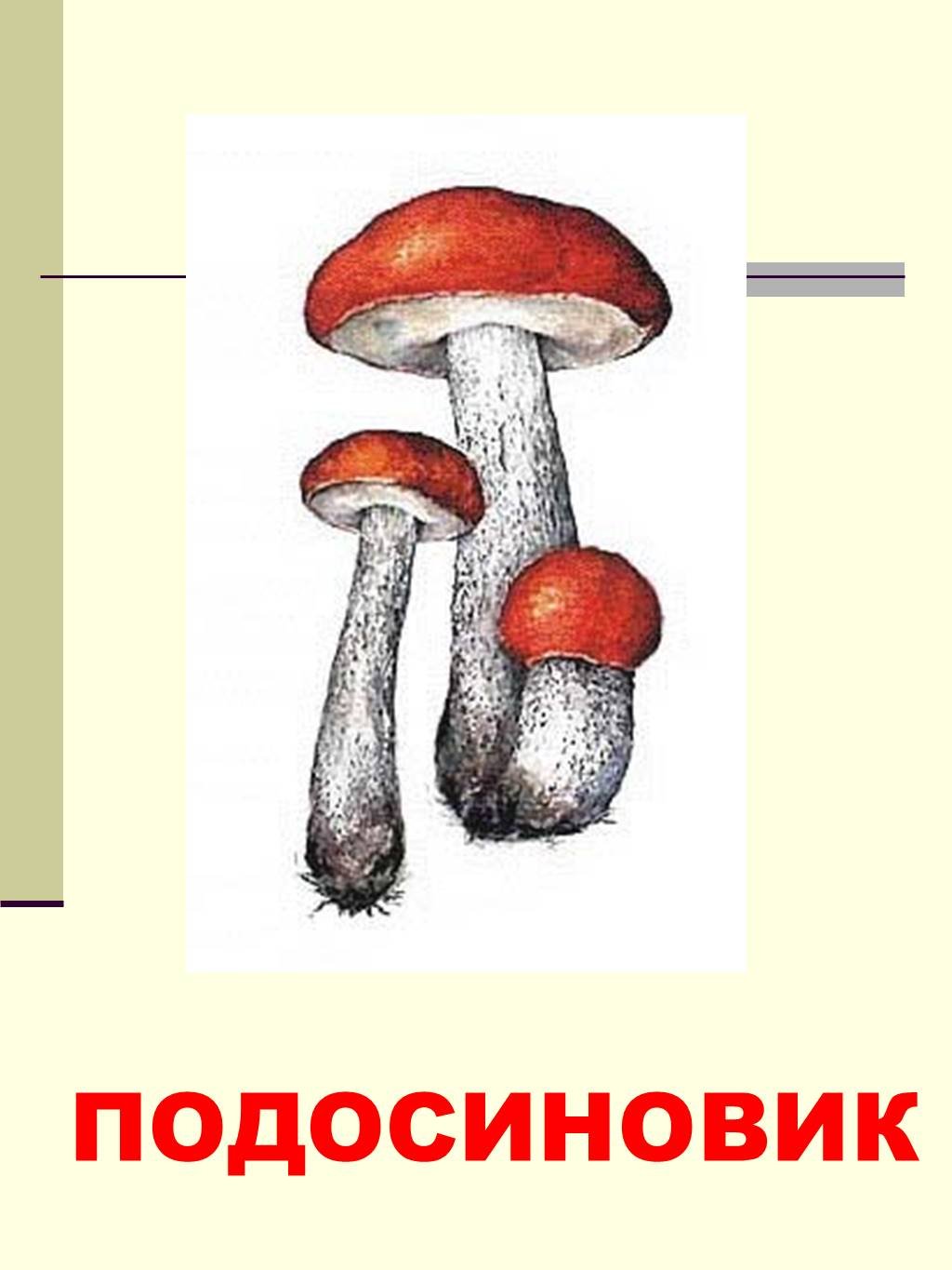 Подосиновик гриб с подписью