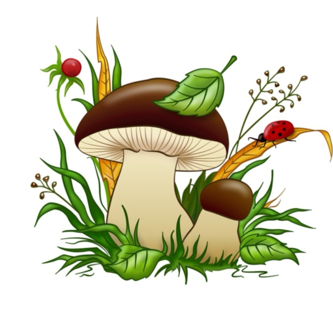 Грибы картина