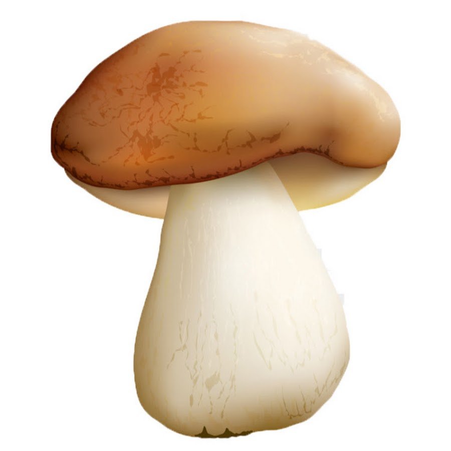 «Грибы для белки» (Комарова, с.36)