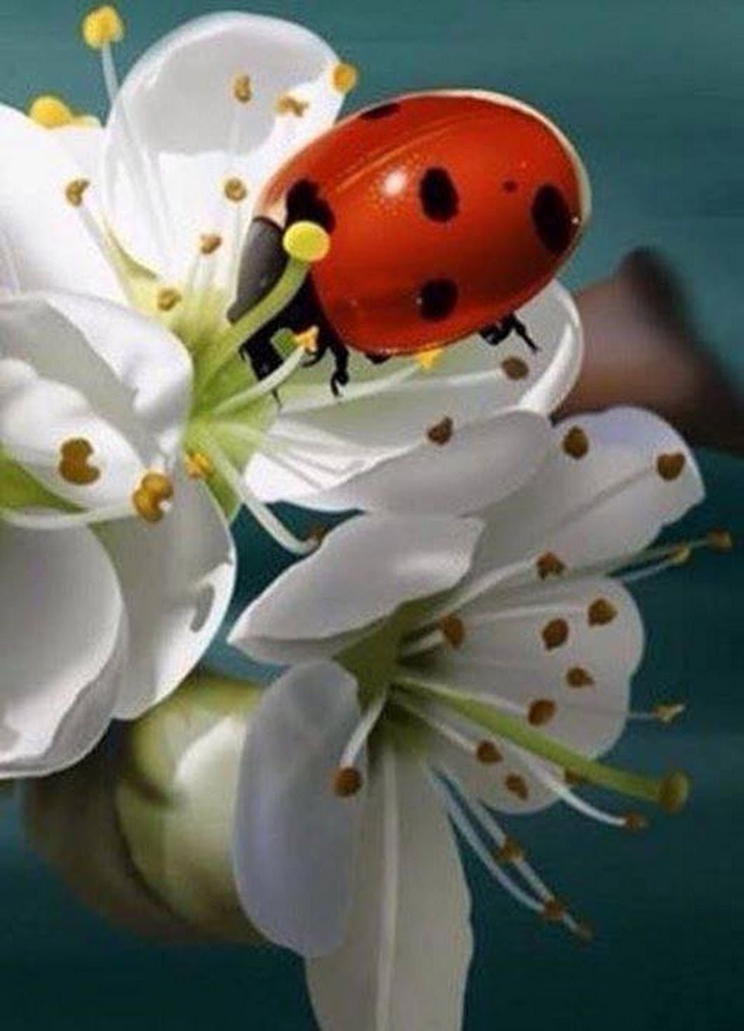 Божьи коровки на цветах