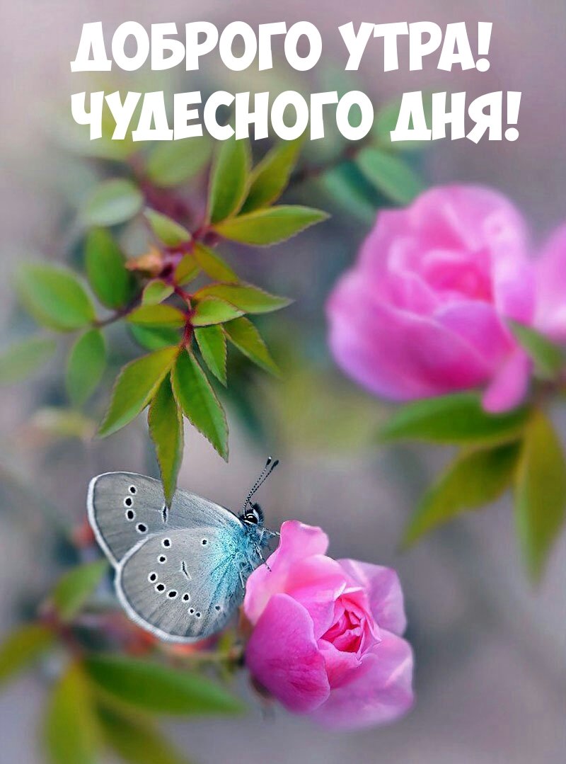 Бабочка на цветке