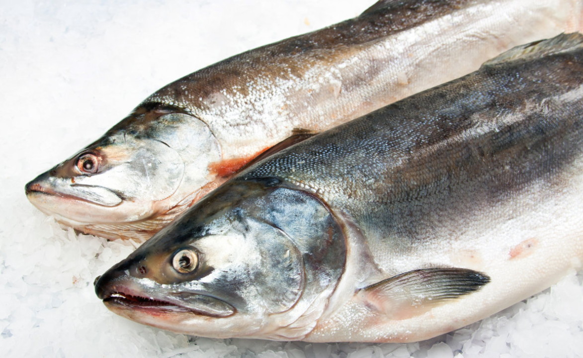 Тихоокеанский лосось горбуша