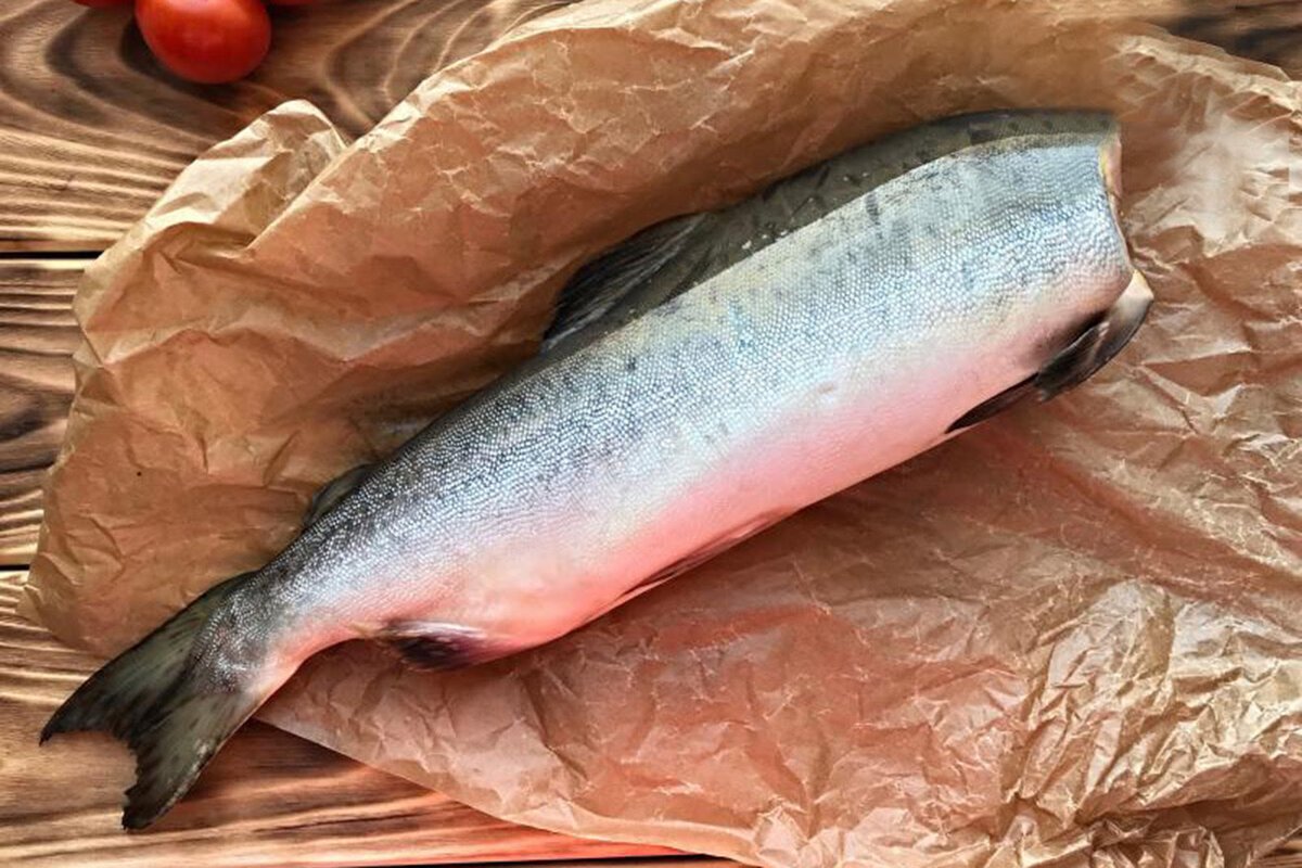 Рыба форель кижуч