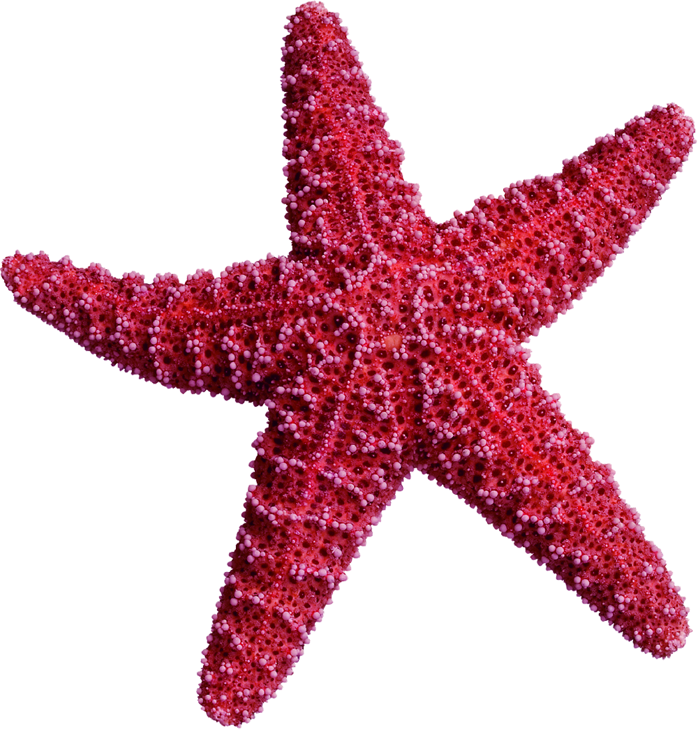 Пятиконечная морская звезда