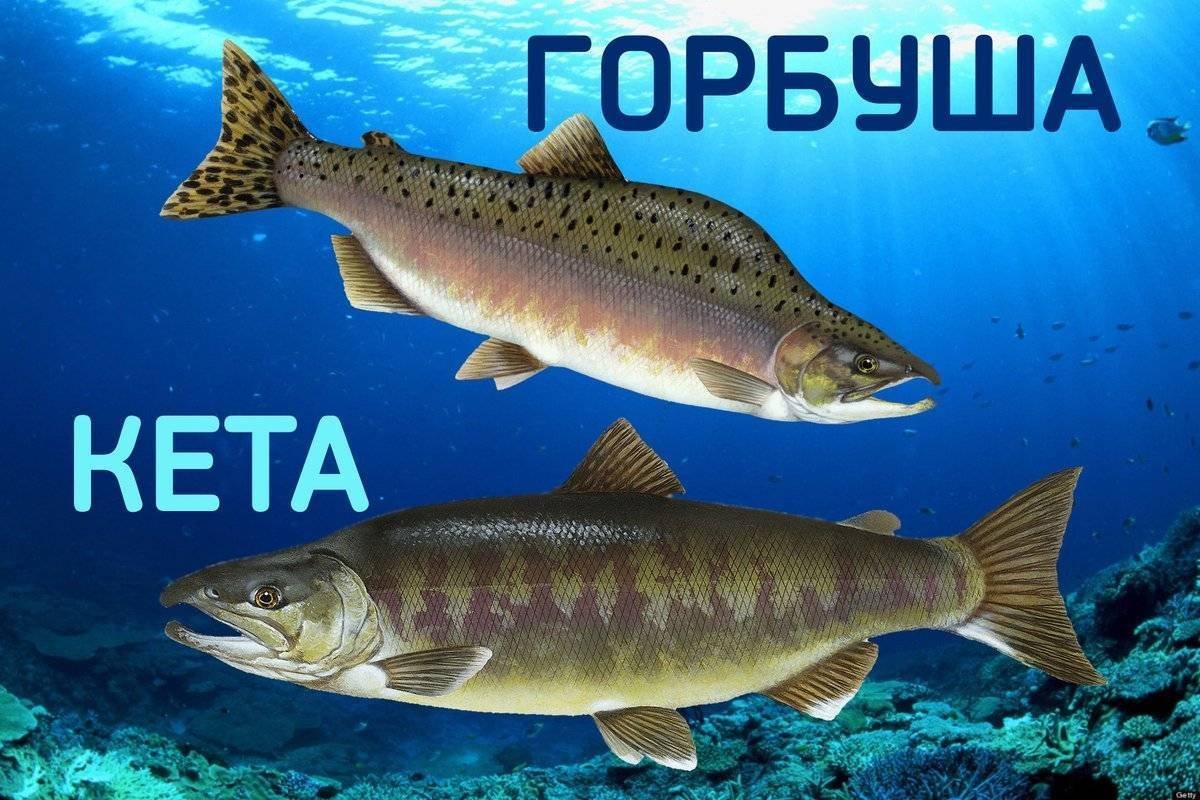 Кета и горбуша это лососевые