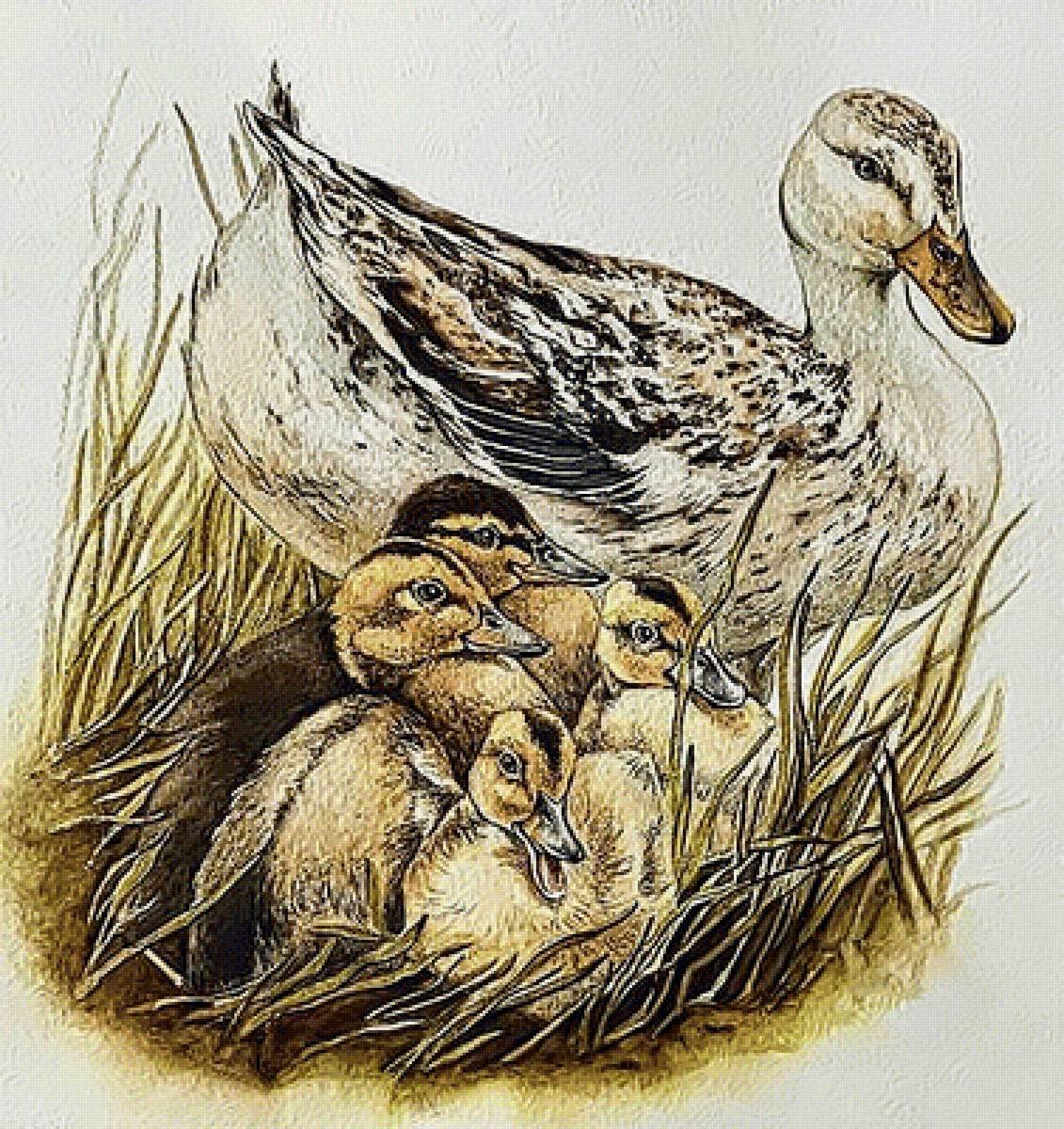 Семья уток вектор