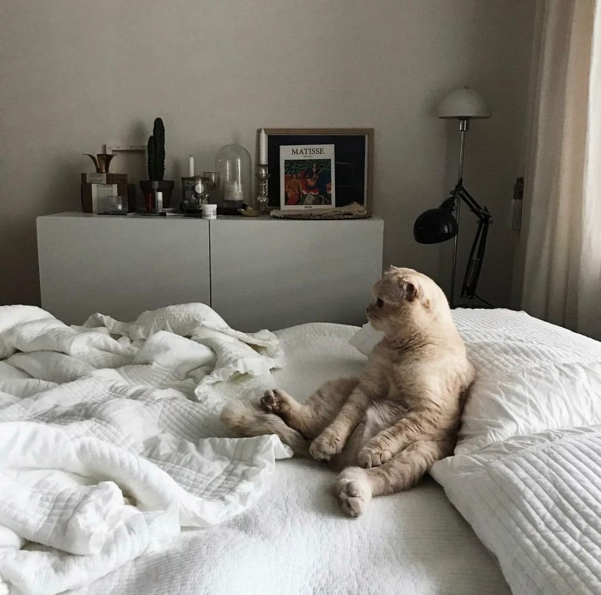 Кот в кровати