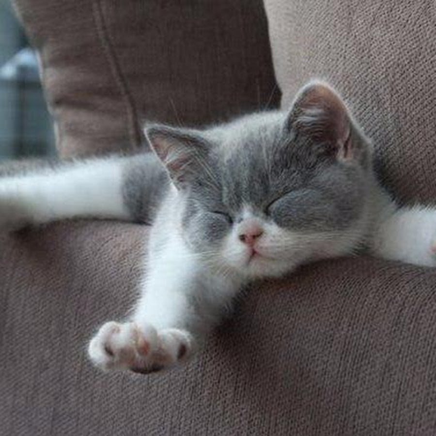 Ленивый кот