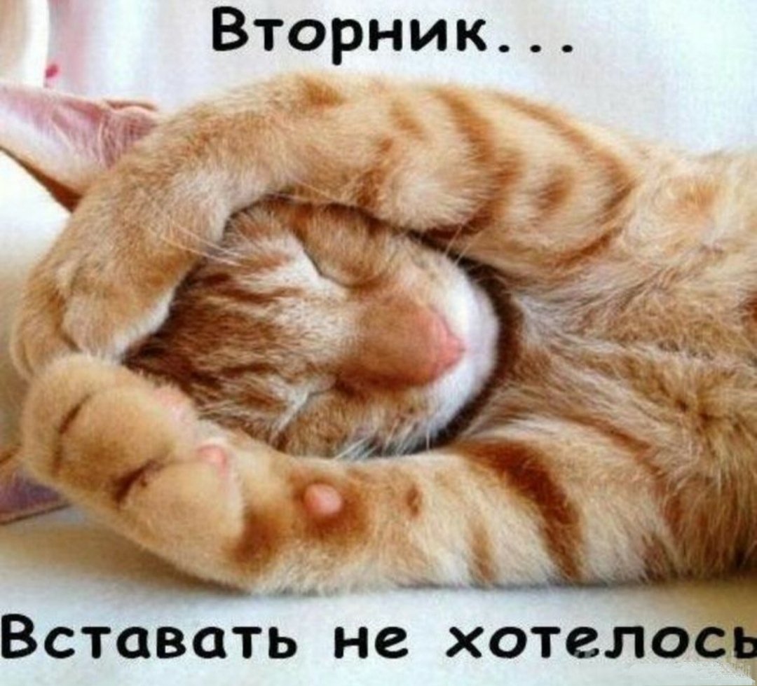 Просыпайся картинки прикольные