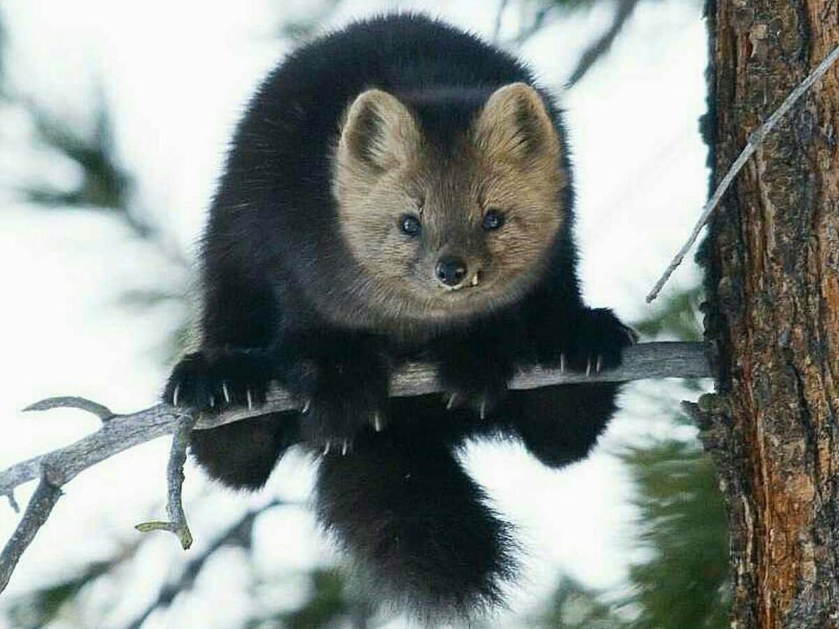 Баргузинский Соболь