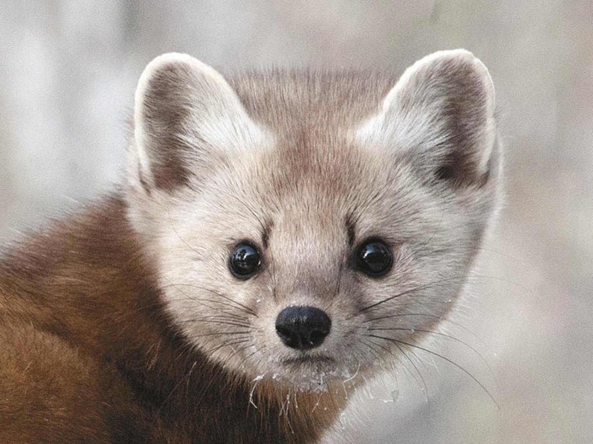 Соболь Баргузин животное