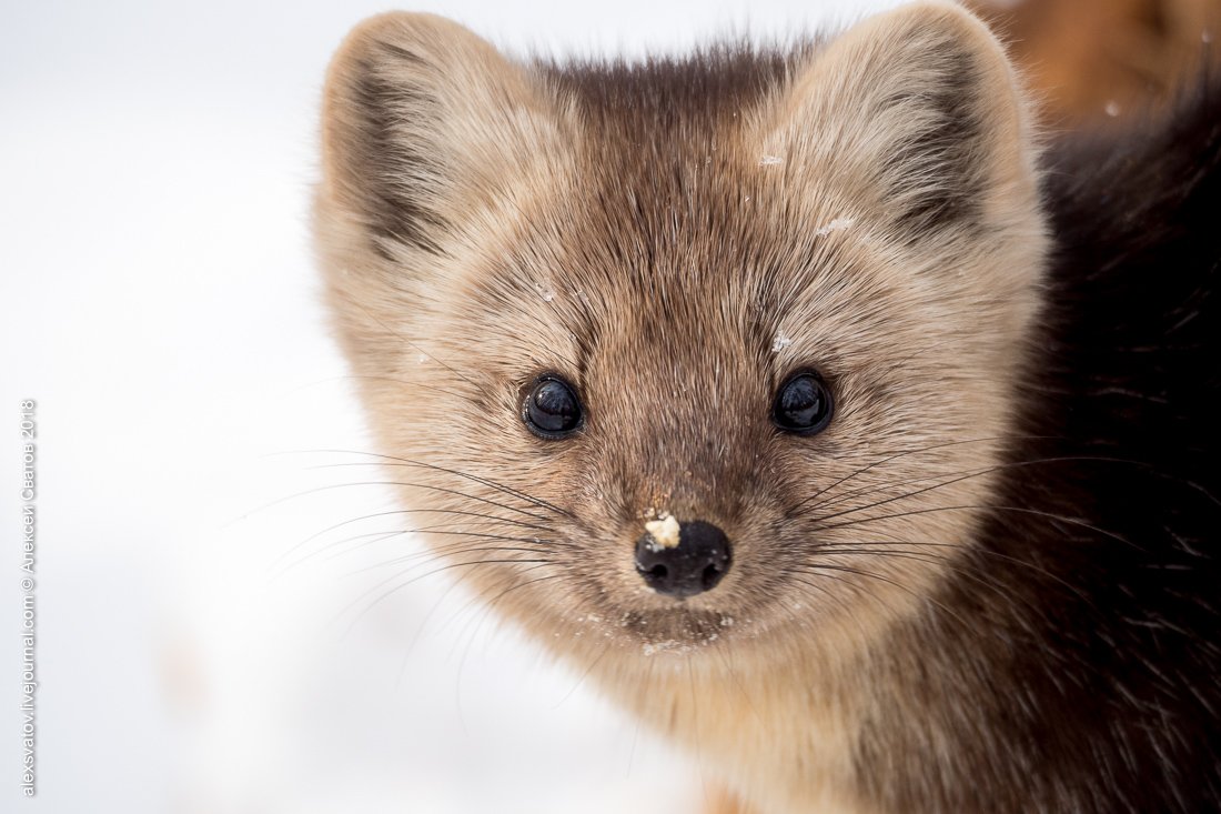 Баргузинский Соболь