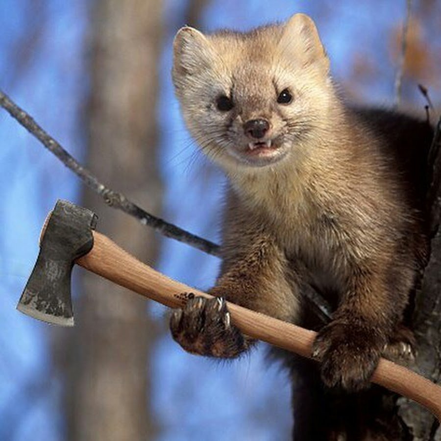 Соболь - martes zibellina