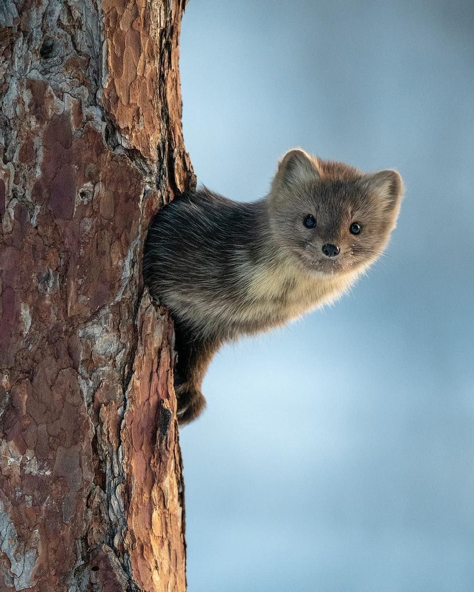 Куница на белом фоне