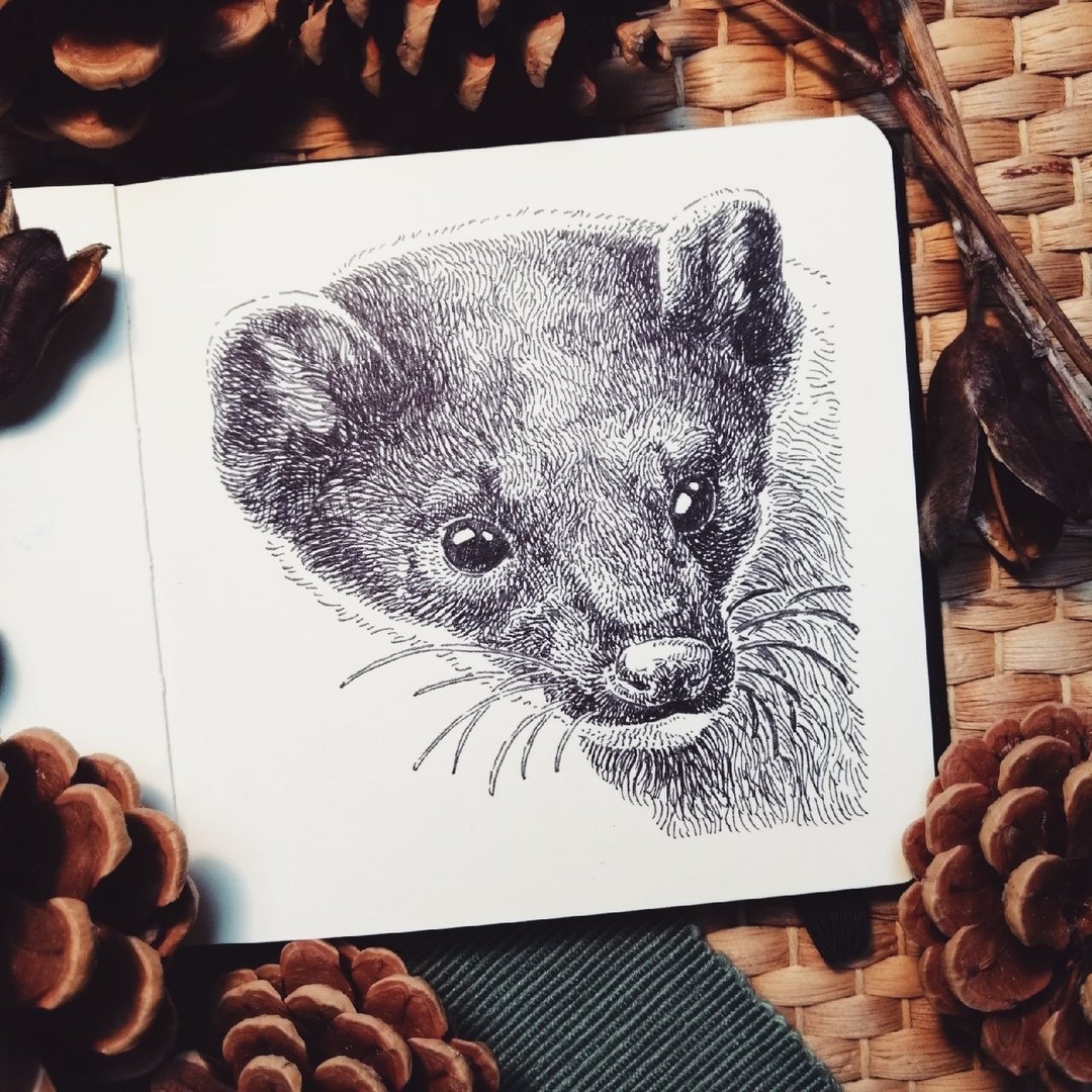 Баргузинский Соболь черный