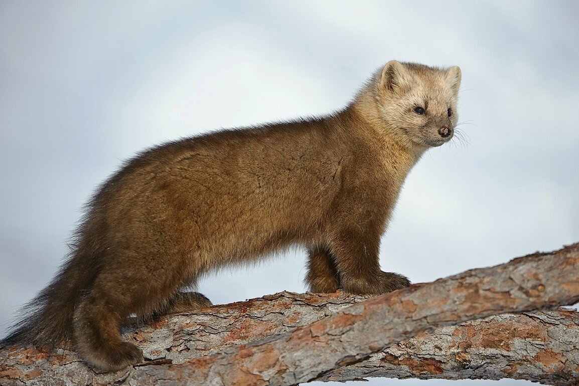 Кузнецкий Алатау Соболь