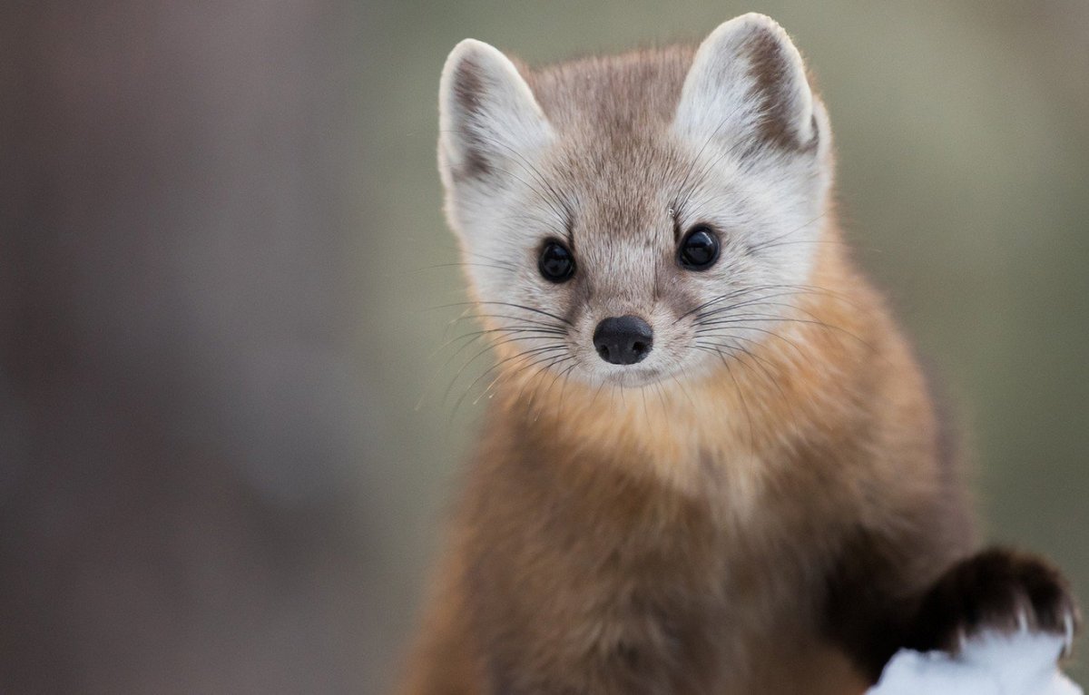 Эказеоь Соболь