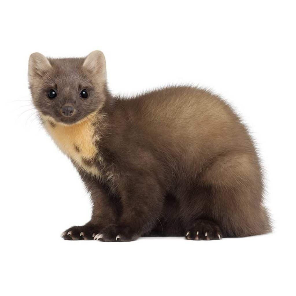 Соболь светлый животное