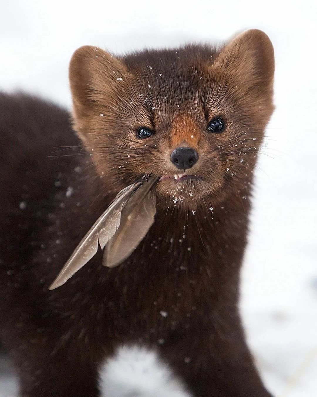 Соболь - martes zibellina