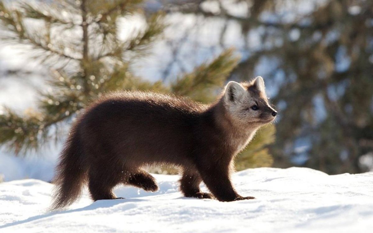 Лесная куница