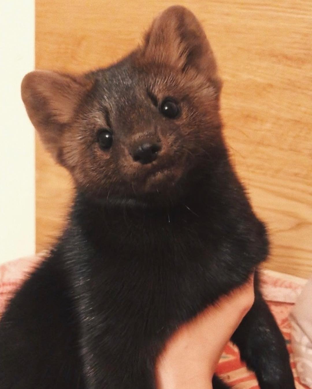 Баргузинский Соболь красная книга