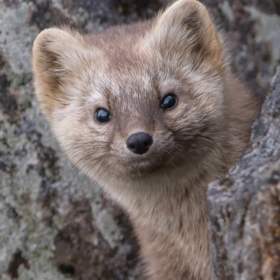 Байкальский Баргузинский Соболь