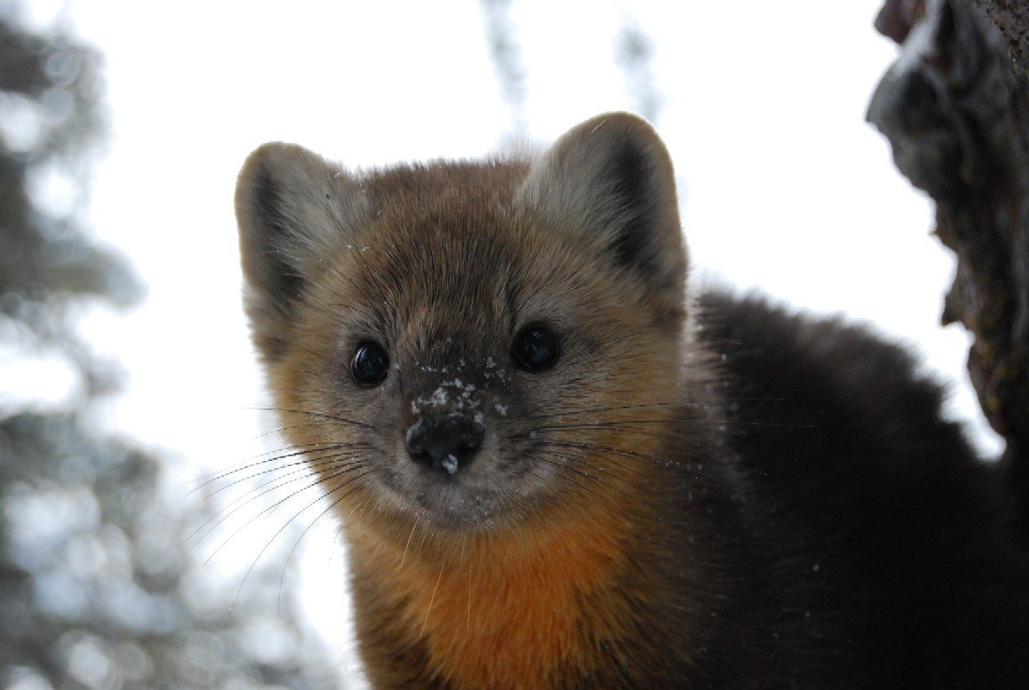 Соболь - martes zibellina