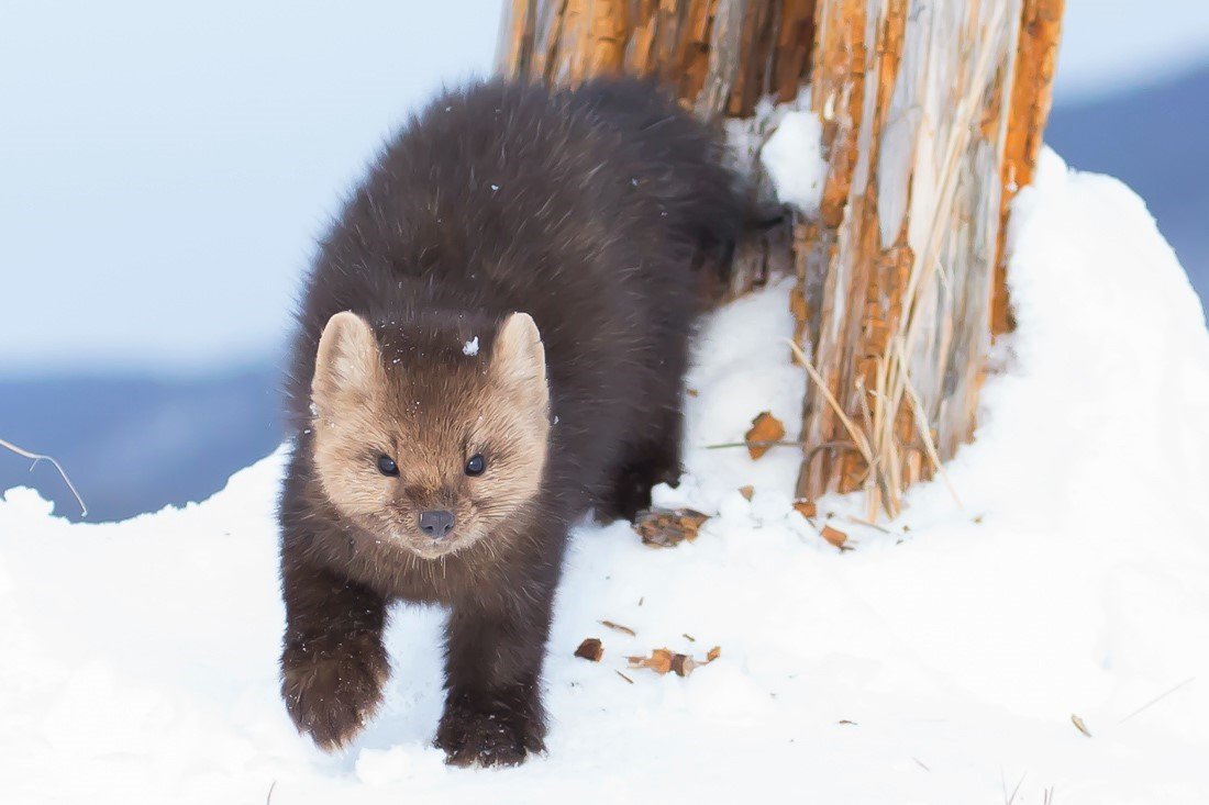 Соболь Баргузин зверек