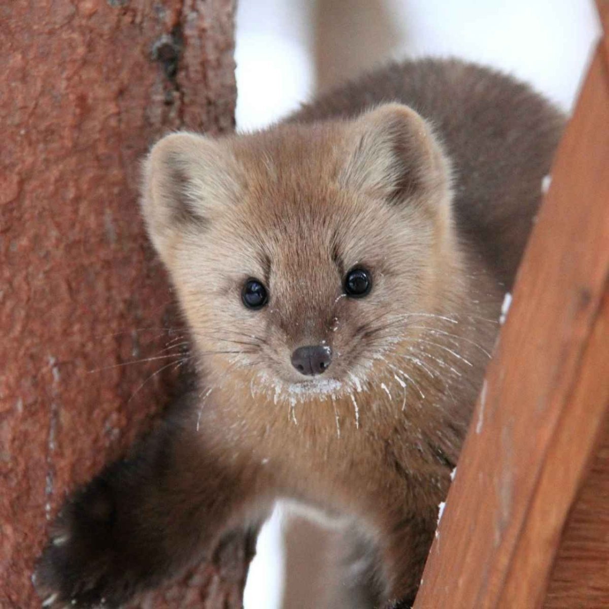 Соболь (зверек сем. Куньих)