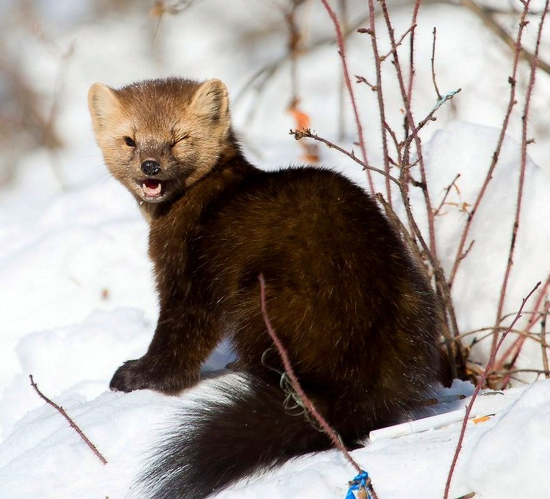 Белый Баргузинский Соболь